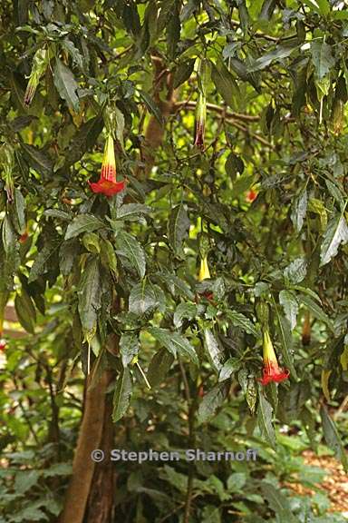 brugmansia sanguinea 7 graphic